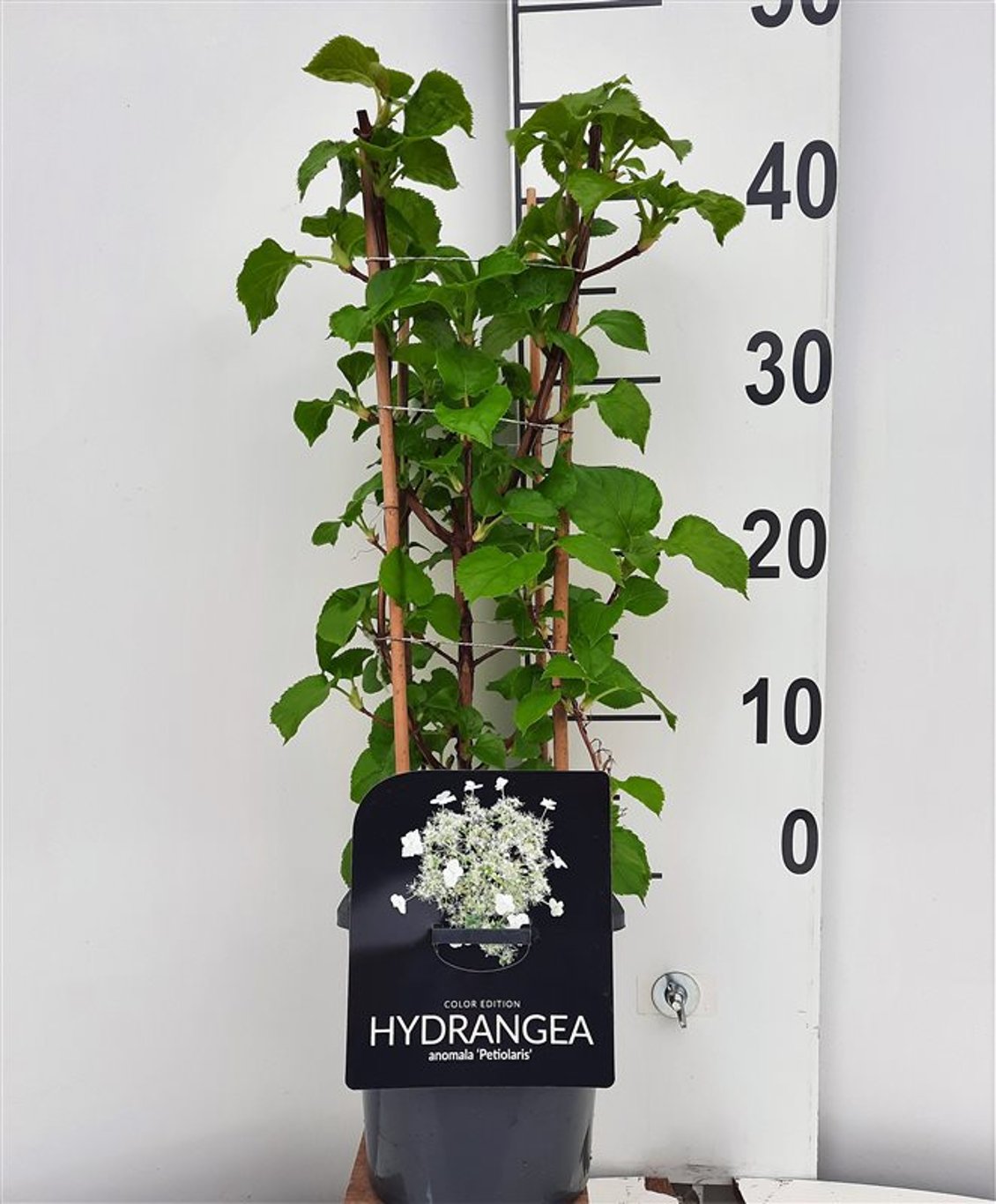 Hydrangea petiolaris - C2 30-40 CM